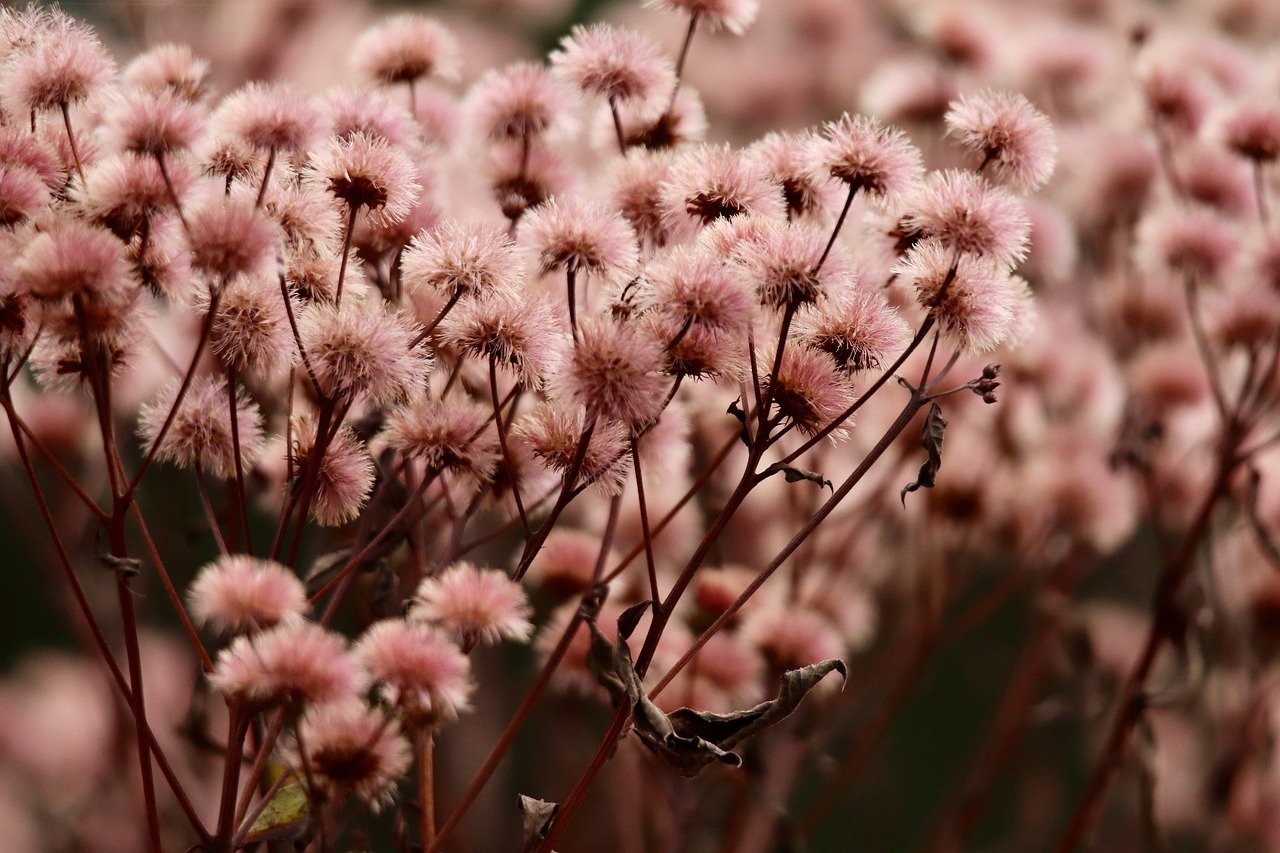 DDOS攻击器|瑞安项目财务代理平台