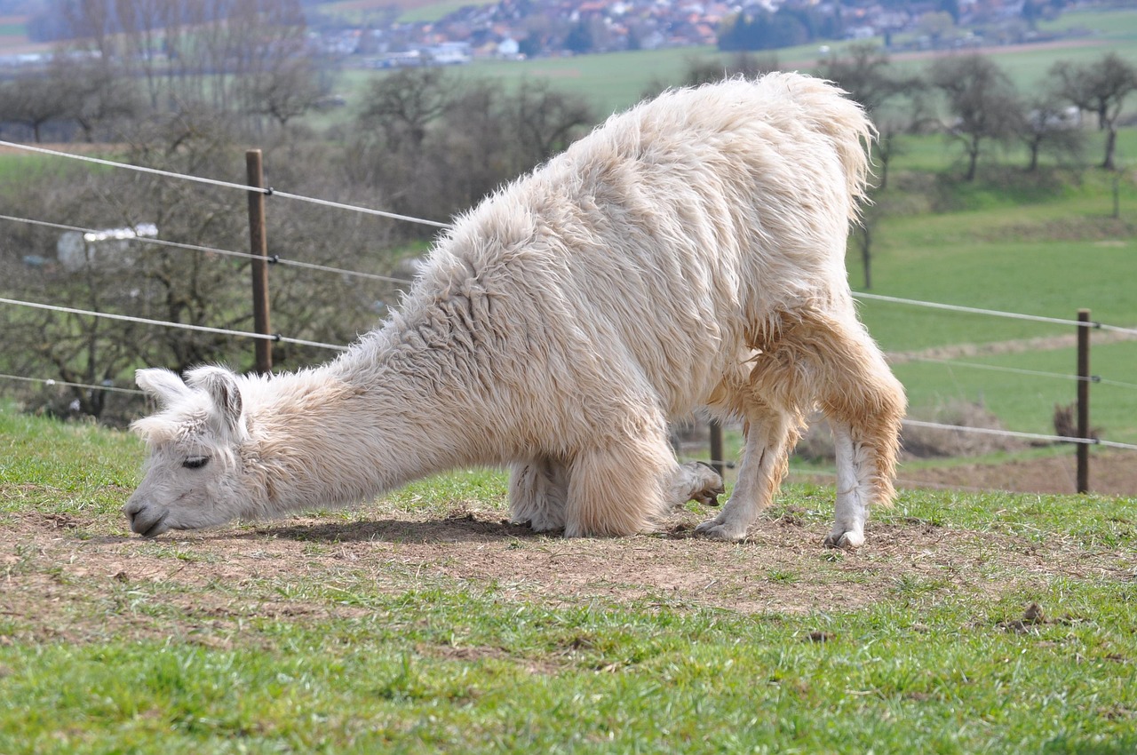 新征途:高鐵APP訂票详情下载教程