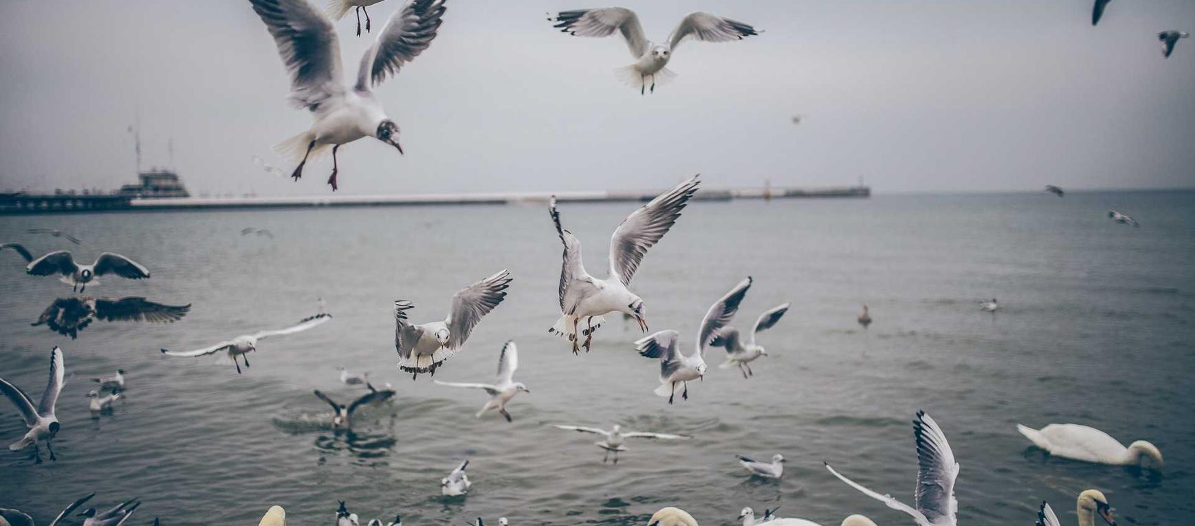 小鸟云实名账号：证券开户平台赚佣金吗